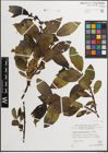 Foto von Salix mielichhoferi Saut. x Salix myrsinifolia Salisb.